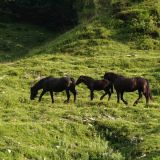 Seewaldsee-Pferde